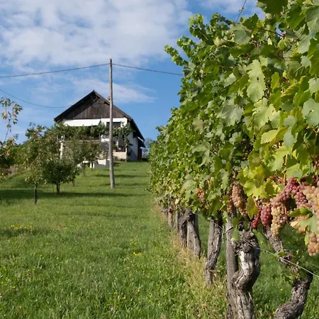 Vineyard With Private Jacuzzi