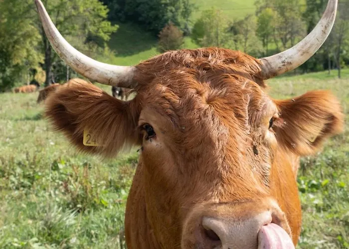 Vineyard With Private Jacuzzi Ferienhaus